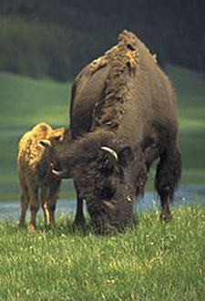 USA-Wyoming-Yellowstone Hiker